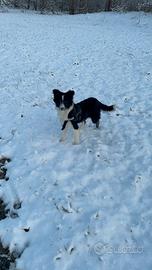 Border collie