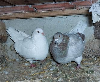 Colombi California doppiopetto