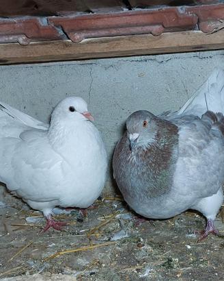 Colombi California doppiopetto