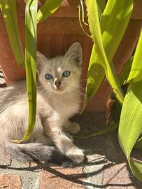 Gattino maschio