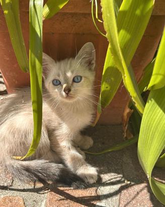Gattino maschio