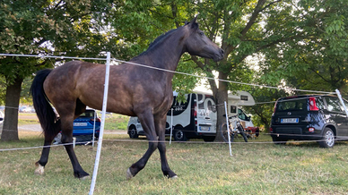 Aiuto con una cavalla, FAENZA