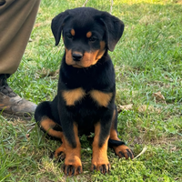Rottweiler cucciole con Pedigree