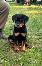 Rottweiler cucciole con Pedigree