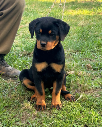Rottweiler cucciole con Pedigree
