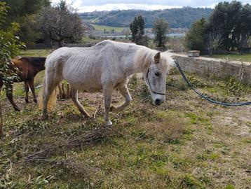 Cavallo giumenta pre