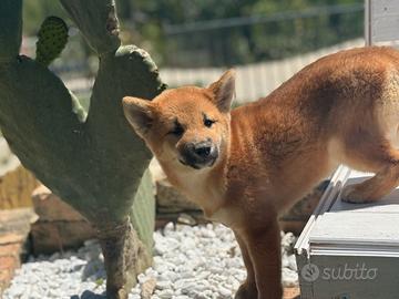 Shiba Inu