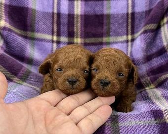 Barboncini mini toy asiatici super red