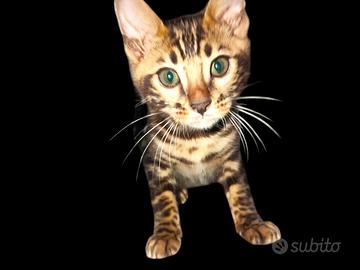 Gatto Bengala femmina