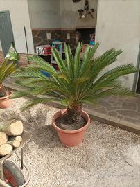 Piante Cycas 
