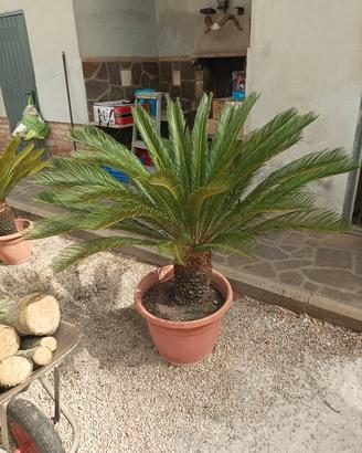 Piante Cycas 