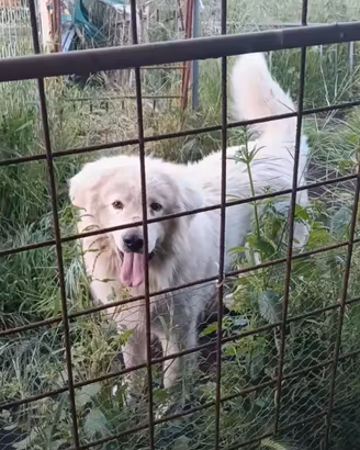 cuccioli pirenei maremmano
