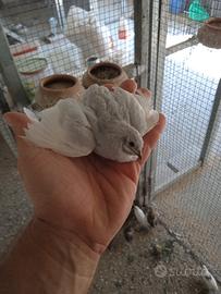 quaglie cinesi