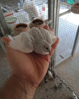 quaglie cinesi