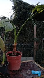alocasia 