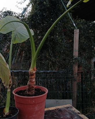 alocasia 