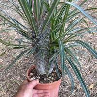 PACHYPODIUM GEAYI