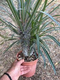 PACHYPODIUM GEAYI