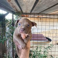 Pitbull