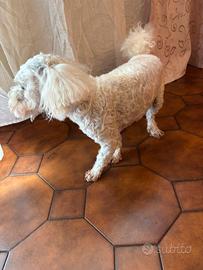 Cane maltese