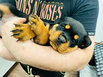 Cuccioli di Rottweiler con Pedigree