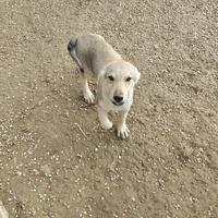 Cuccioli di Cane Lupo Cecoslovacco