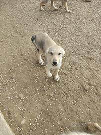 Cuccioli di Cane Lupo Cecoslovacco