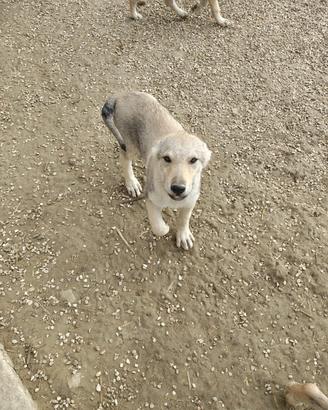 Cuccioli di Cane Lupo Cecoslovacco