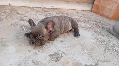 bul dog francese 