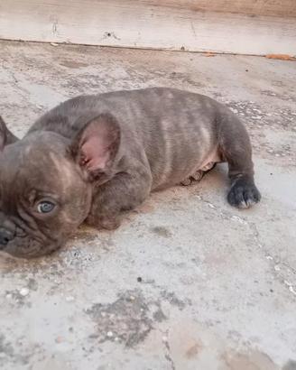 bul dog francese 