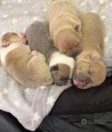 Bulldog francese