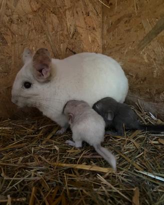 Cuccioli Cincillà