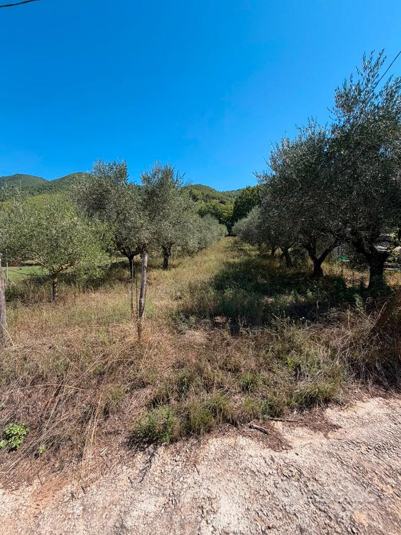 Terreno uliveto - Vista 5