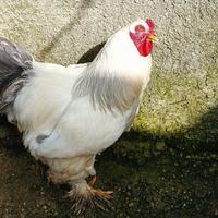 Gallo Brhama