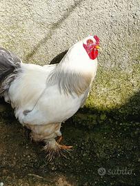 Gallo Brhama