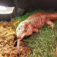 Tegu rosso