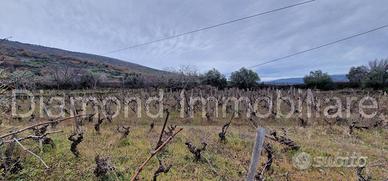 Vigneto in zona DOC a Castiglione di Sicilia