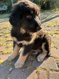 Cucciola di Pastore della Sila