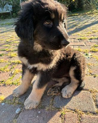 Cucciola di Pastore della Sila