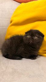 Femminuccia scottish fold
