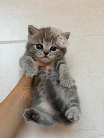 Gattini Scottish Fold e Straight