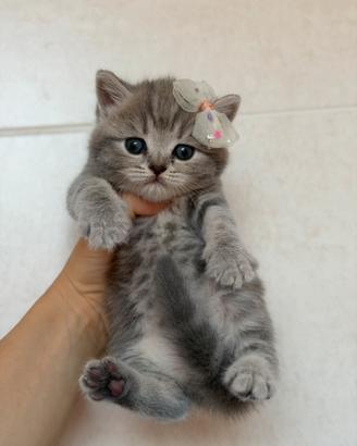Gattini Scottish Fold e Straight