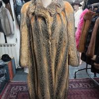 Volpe della Virginia