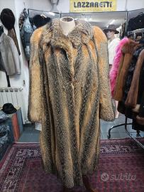 Volpe della Virginia