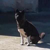 Akita americano