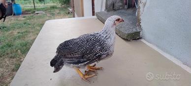Pulcini