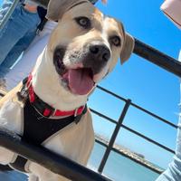 Cane incrocio Amstaff