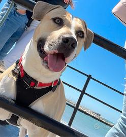 Cane incrocio Amstaff