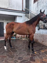 Cavallo per passeggiate