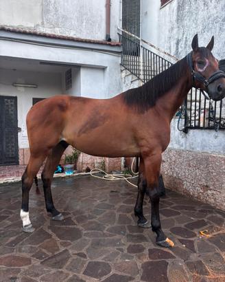 Cavallo per passeggiate